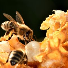 Méhész